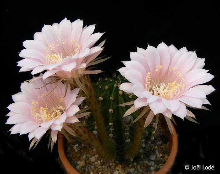 Echinopsis 'Mili Rose' JLcoll.4841